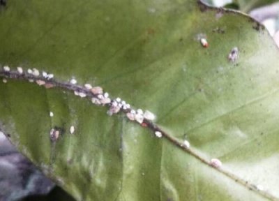 柚子树种植中常见病害 柚子树病虫害防治方法与技术措施