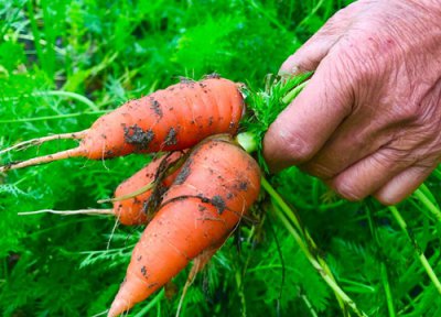 北方几月份种胡萝卜 北方胡萝卜什么时候种植最好