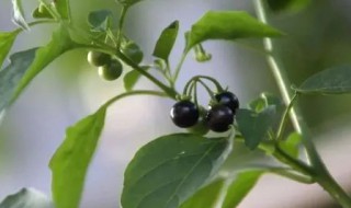 龙葵别名 龙葵 俗名