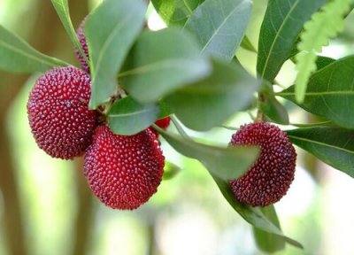 杨梅几月开花几月结果 种几年才能结果