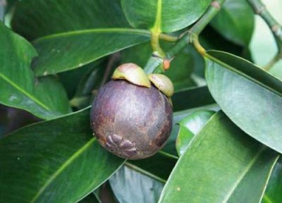 山竹果品种 山竹果什么季节成熟