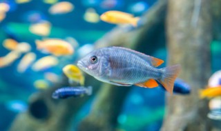 客厅鱼池适合养什么鱼 家里客厅适合养什么鱼