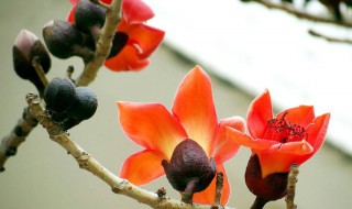 木棉花哪个部位不能吃 木棉花什么部位不可以吃