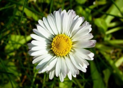 雏菊春季播种 春季雏菊是如何进行分株的