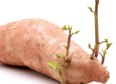 番薯发芽环境 番薯怎么发芽快