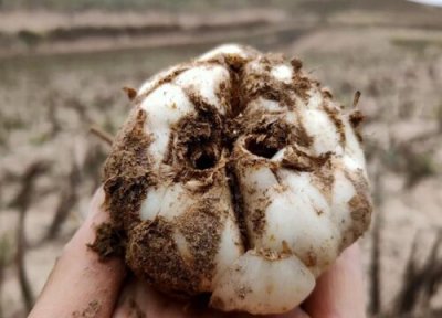 新鲜百合怎样保存才能长久 百合长期保存保鲜更长时间