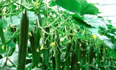 黄瓜什么时间栽种最好产量高 黄瓜种植技术和栽种时间