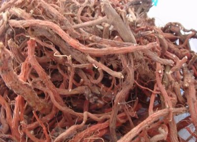 2023年丹参走势分析 今年丹参行情会继续攀升吗