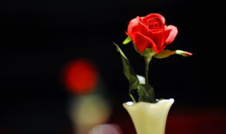 送妈妈适合送什么花好 送妈妈适合送哪些花好