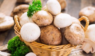 蘑菇和西葫芦一起吃吗 蘑菇和西葫芦是否可以一起吃呢