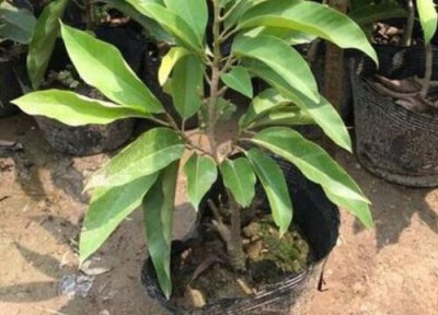 黄桷兰开花后修剪 黄桷兰开花后怎么修剪