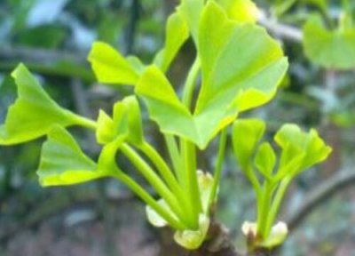 银杏树怎么扦插盆栽 银杏树扦插时间和方法