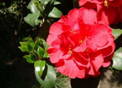 刚买回来茶花花苞干瘪脱落 刚买回来的茶花掉花苞是怎么回事