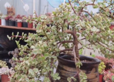 雅乐之舞黄叶怎么办 夏季雅乐之舞黄叶原因及养护方法