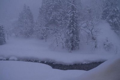 寒潮对冬小麦的影响 低温对小麦生长和产量的影响