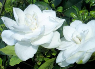 栀子花每天浇水吗 栀子花需要每天浇水吗