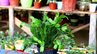 蟹爪兰用什么土养殖最好 栽培蟹爪兰需要什么花盆土壤