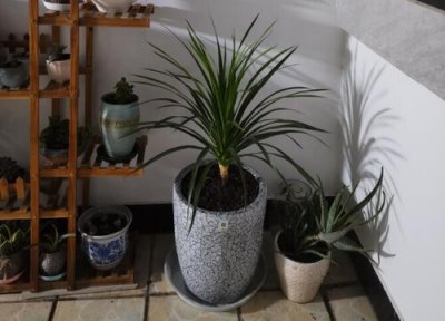 龙血树烂根怎么办 烂根挽救与处理方法