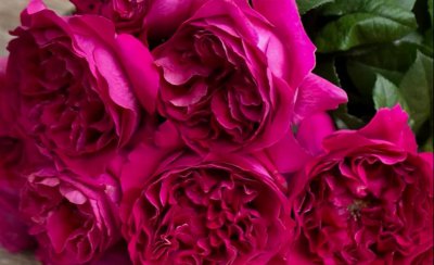 玫瑰花有哪些品种名称和颜色 受欢迎的10款进口玫瑰花