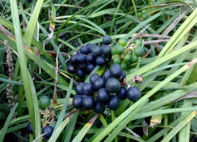 麦冬和黄芪泡水喝 麦冬和黄芪可以一起泡水喝吗