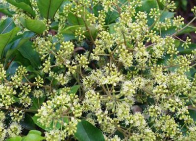 鸭爪木开花吗 开花长的什么样子