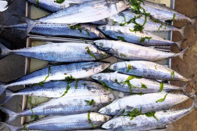 1一12月吃当季海鲜表 常见海鲜的最佳食用季节