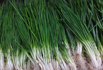 葱籽什么时间播种最佳 春天香葱怎么种才能长得好