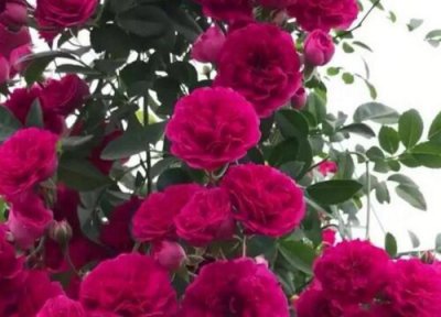 红木香爬藤月季优缺点 红木香月季花养殖与养护方法