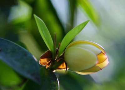 含笑耐寒吗 含笑花耐寒吗