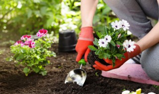 植保方法有哪些 种植养护方法有什么