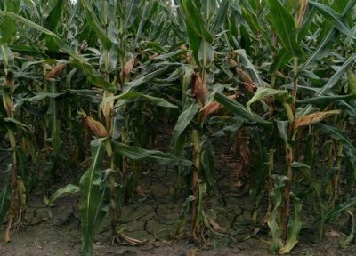 东单1331玉米种简介 东单1331种子产量特征特性