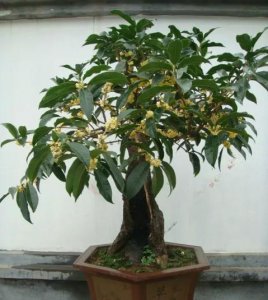 桂花树叶子尖发黄干枯怎么办 桂花黄叶的原因及处理方法