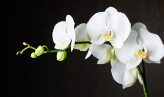 高档兰花怎么养才能旺盛 如何养好兰花