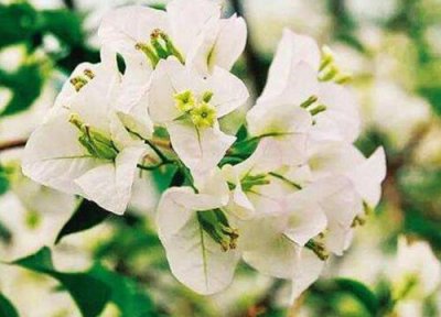 三角梅白雪公主是勤花品种吗 特点性 什么时候开花