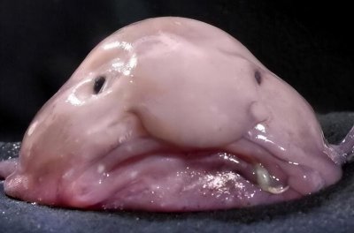 世界最丑的鱼图片 盘点深海里长得奇丑无比的十种鱼