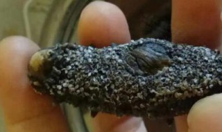 海参泡发好的能放几天 海参泡发好的能放多少天