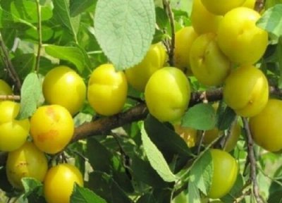 种植欧李简介 欧李几年结果实