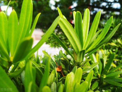 罗汉松如何扦插成活率高 罗汉松什么时候扦插容易成活