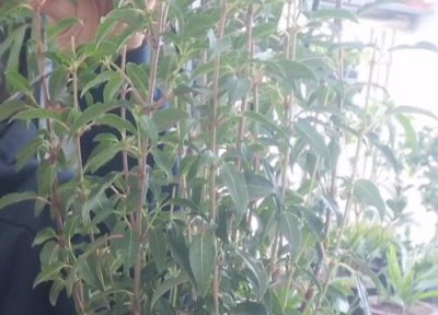 灯笼花怎么剪枝 修剪最佳时间与方法