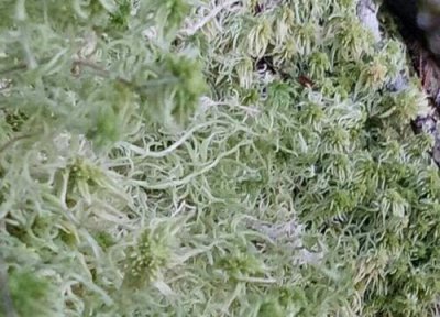 怎样用水苔养蝴蝶兰 用水苔养蝴蝶兰有哪些标准