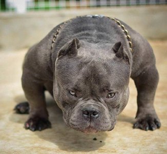 恶霸犬为啥养的都后悔 为什么现在养恶霸犬的很少