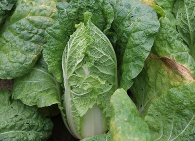 秋白菜种植时间和方法 秋白菜最晚种植时间和方法