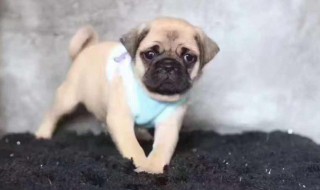 巴哥犬适合家养吗 巴哥犬可以在家养吗