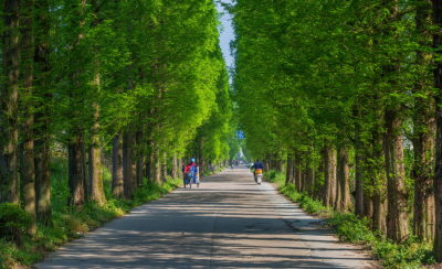 常见的马路两边的绿化植物 12种常见的行道树树种