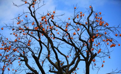 为什么说柿子树是凶树 柿树枝头一把“刀”是怎么回事