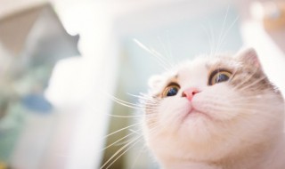 猫咪可以吃鸡蛋吗 猫咪能吃鸡蛋吗