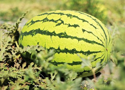 石头瓜什么时候上市 宁夏石头瓜成熟时间