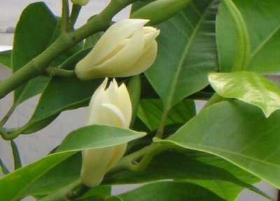 白兰花生长习性 白兰花的种植方法