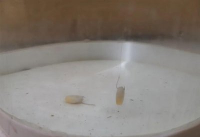 玉米挂钩的正确挂法图片 玉米挂钩的4种简单方法