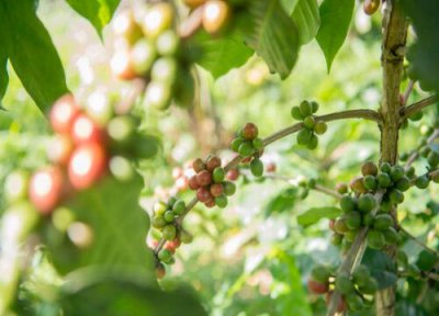 咖啡豆适合在什么地方生长 生长条件与气候